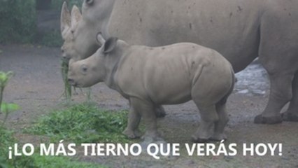 Así es el tierno rinoceronte blanco que presentaron en Indonesia