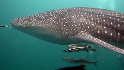 Swim with whales sharks