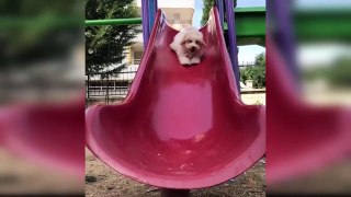 Baby Dogs - Cute and Funny Dog Videos Compilation #37 - Aww Animals