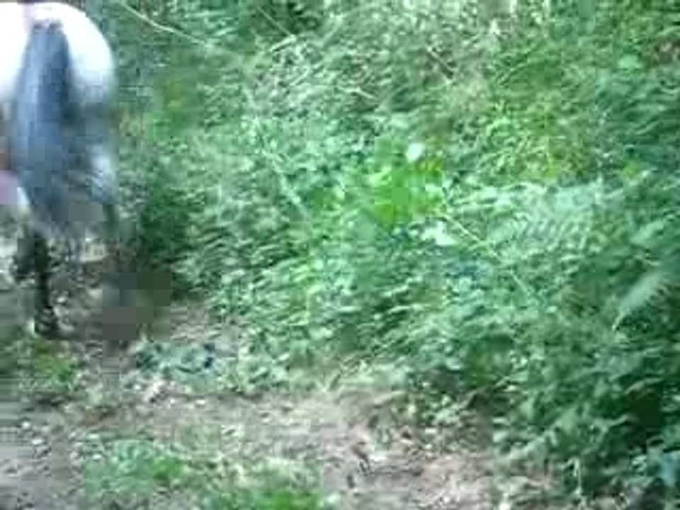 chipie au galop