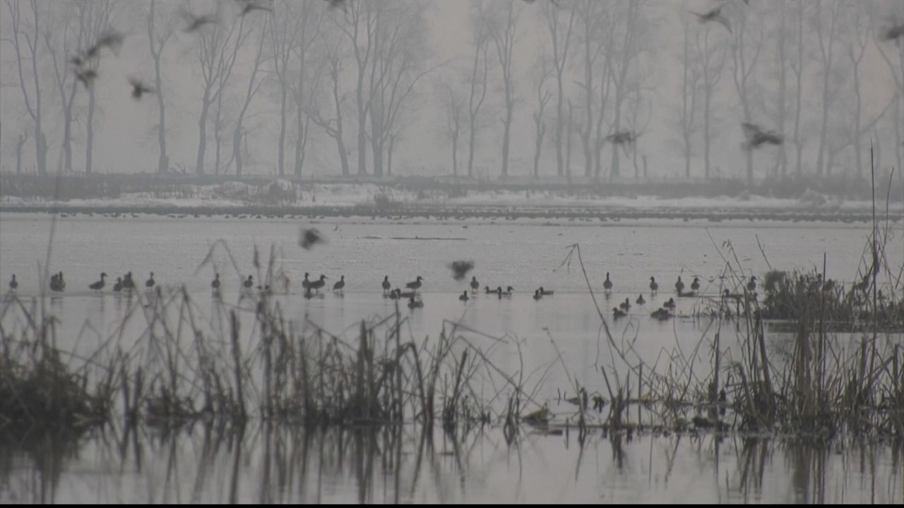 Migrating birds struggle to find food in Kashmir