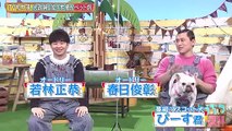 バラエティ 無料視聴 - バラエティー無料視聴 動画　9tsu　Miomio -   どうぶつピース    動画　9tsu  2021年2月4日