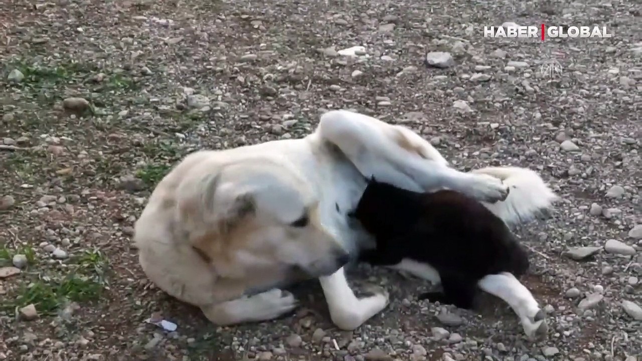 Yavru kediye annelik yapan köpek kamerada