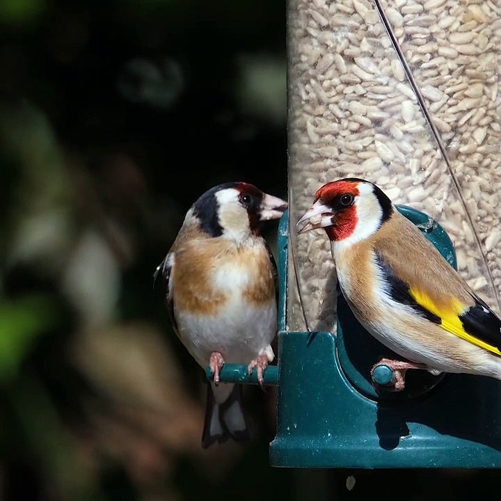 Goldfinch