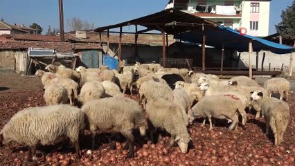 Kafa kafaya çarpışan koçlar öfkelerinin kurbanı oldu...Çarpışma sonrası ikisi de telef oldu