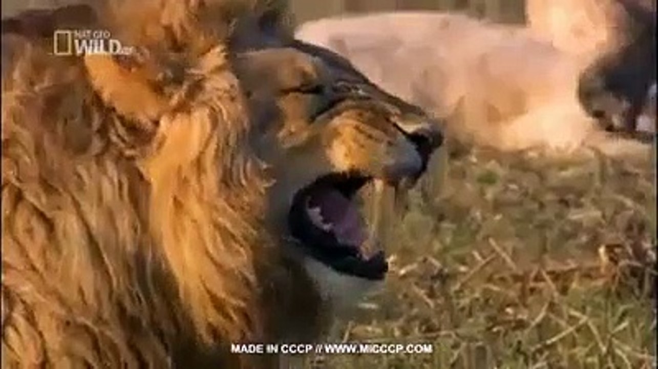Funny Smile 