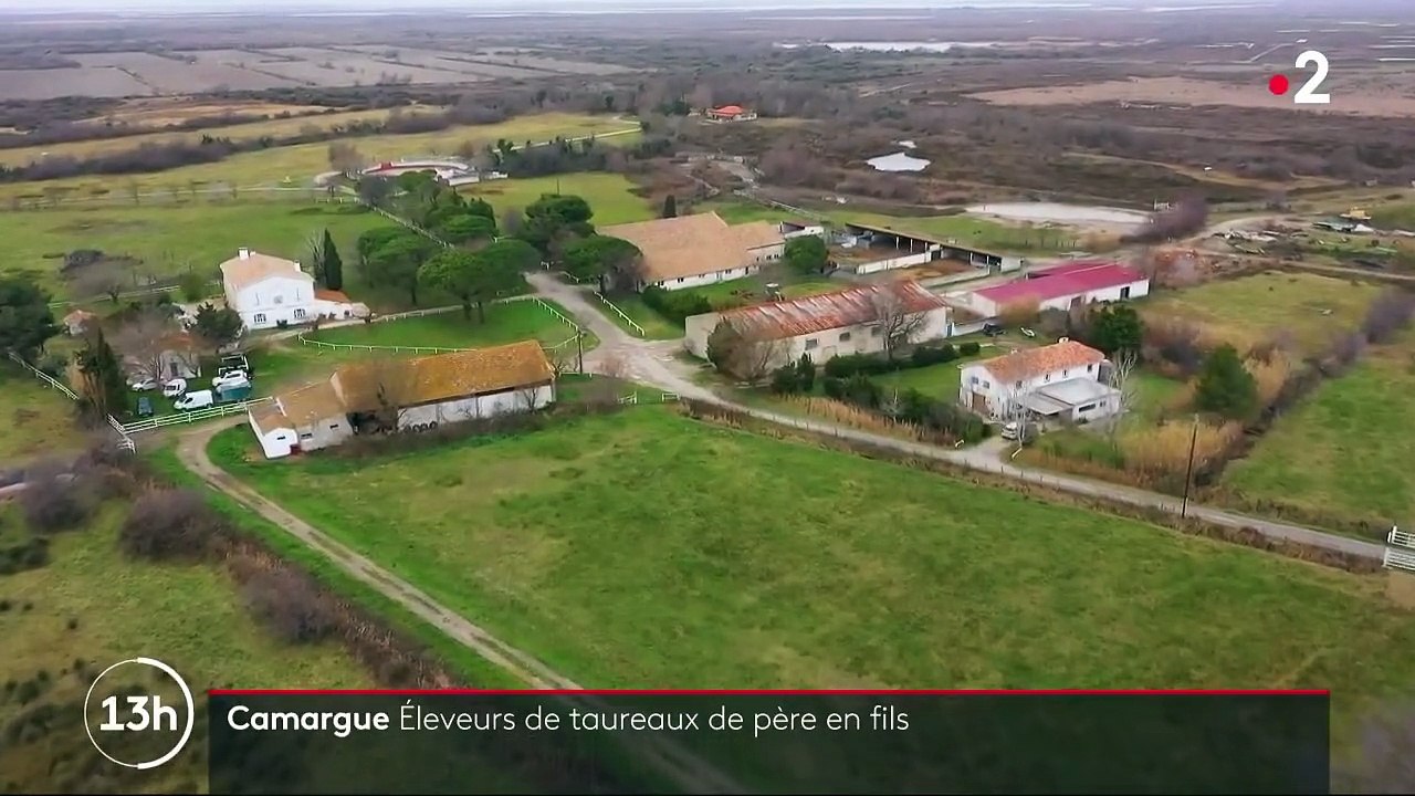 Camargue : vivre avec les taureaux dans les manades