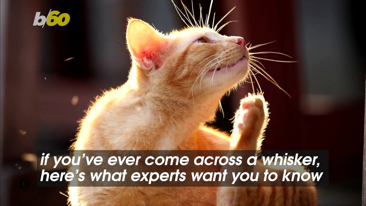 What Experts Want You to Know If Your Cat Sheds Whiskers Excessively