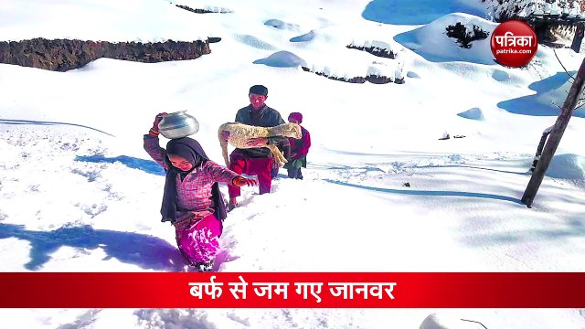 ऐसी बर्फबारी जहां खड़े-खड़े जम गए जानवर, वीडियो देखकर हो जाएंगे हैरान!