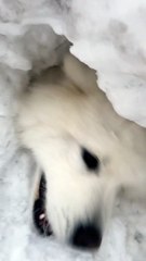 Funny Dog Playing in a Snow Tunnel