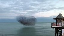 Cette nuée d'oiseaux survole l'ocean et le résultat est magnifique