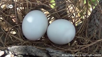 Migratory birds in decline around Burkina Faso
