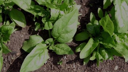 Scientists Taught Spinach How to Send Emails to Help Fight Climate Change