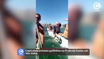 Capixabas avistam golfinhos na Praia da Costa, em Vila Velha