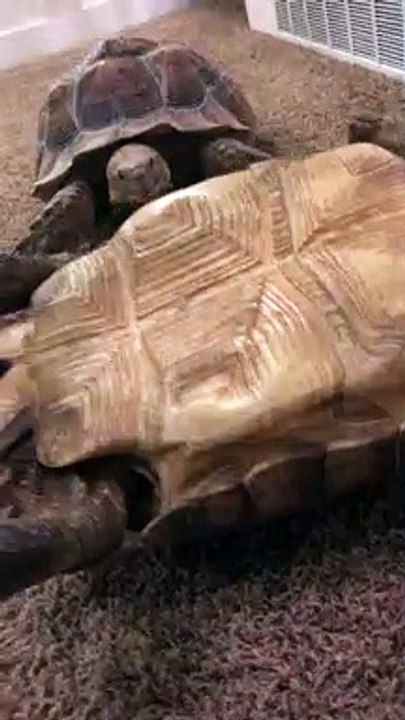 Tipped Tortoise Helped By Brother