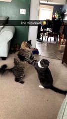 Cat Has Martial Arts Moves