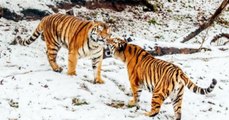 Amor en la nieve: tigres en peligro de extinción son grabados juntos por primera vez