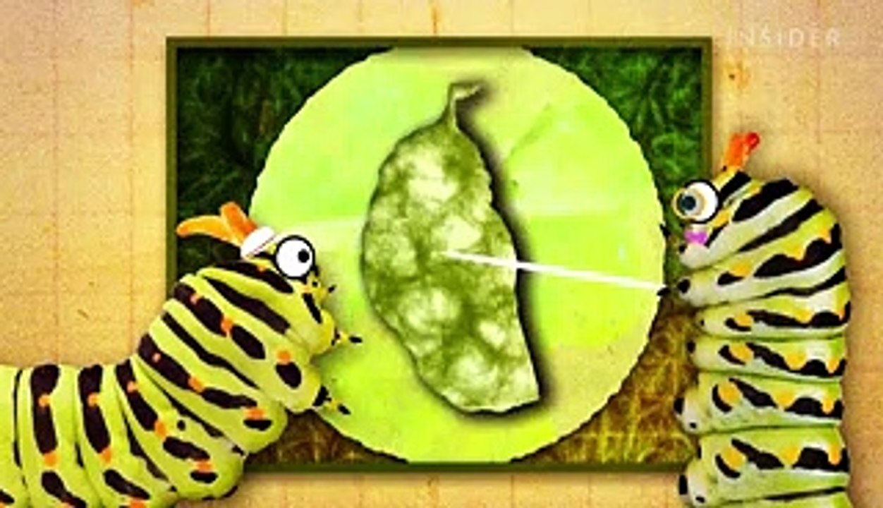 What's inside a caterpillar cocoon