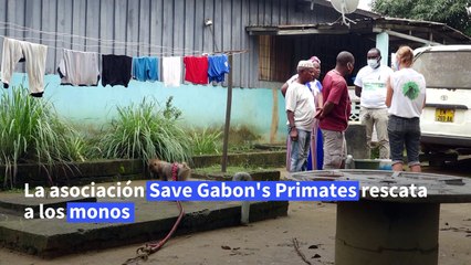 El largo camino de los monos huérfanos de Gabón hacia la vida salvaje