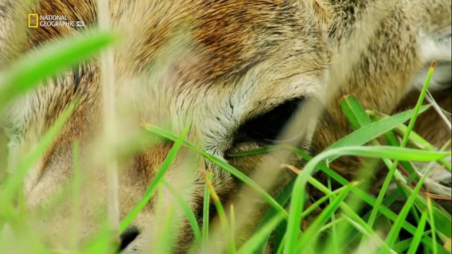 Hostile Planet EP3 - Grasslands