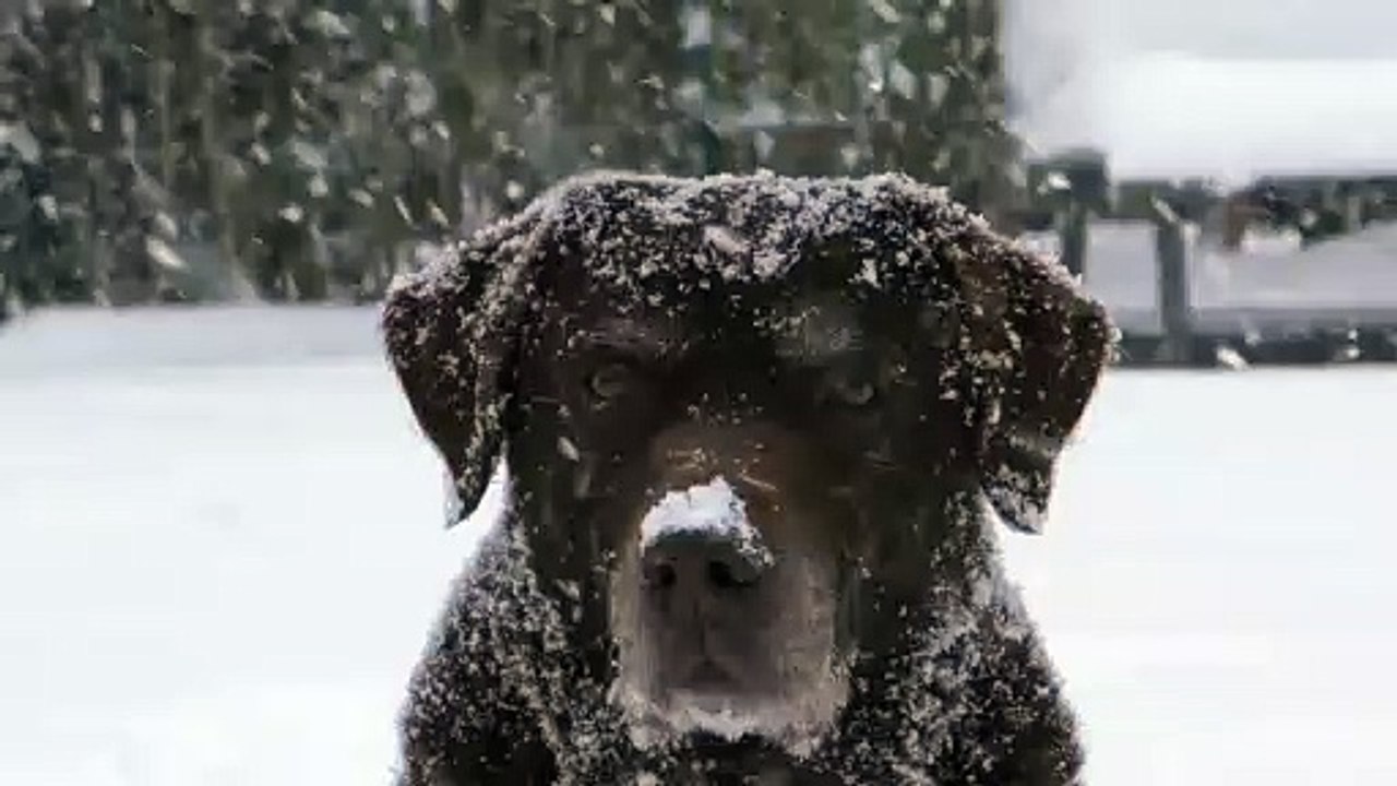 Labrador