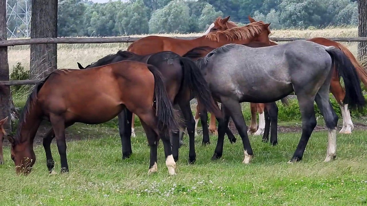 Horses