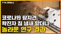 [자막뉴스] 코로나19 탐지견, 확진자 침 냄새 맡더니...놀라운 연구 결과 / YTN