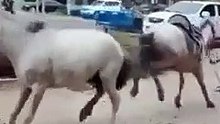 Horse power