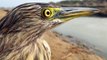 Unbelievable Hunting Style _ Intelligent Bird Hunt Small Fish Dry-Fish-Hole_Egret Eating Fish Video | CreativeVilla.