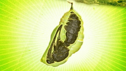 What's inside a caterpillar cocoon