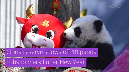 China reserve shows off 10 panda cubs to mark Lunar New Year, and other top stories in strange news from February 05, 2021.
