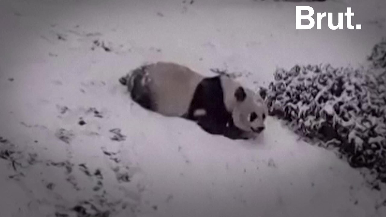 The dark reality behind this viral video of pandas