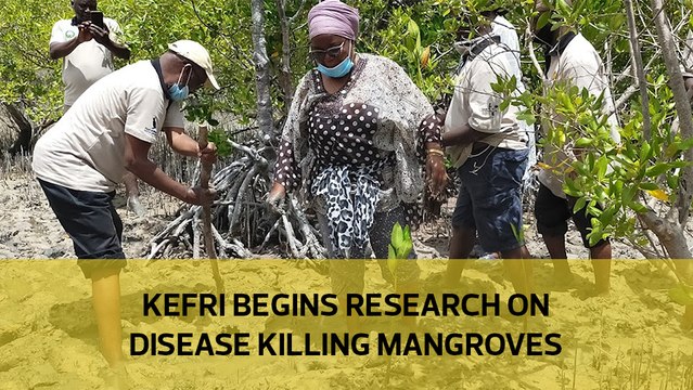 Kefri begins research on disease killing mangroves