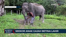 Seekor Anak Gajah Betina Lahir