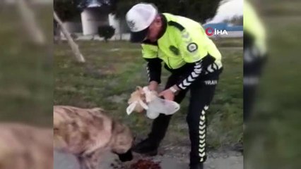 Sokak köpeklerini elleriyle besleyen polisi memuru: “Bundan daha güzel mutluluk var mı?”