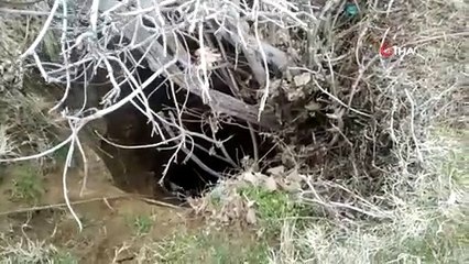 Siirt’te kuyuya düşen keçiyi AFAD ekipleri kurtardı