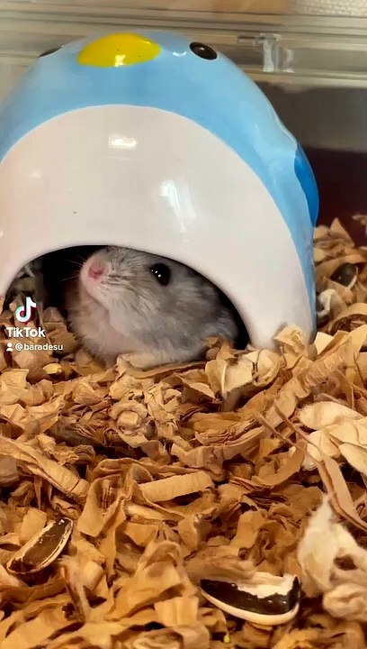hamster