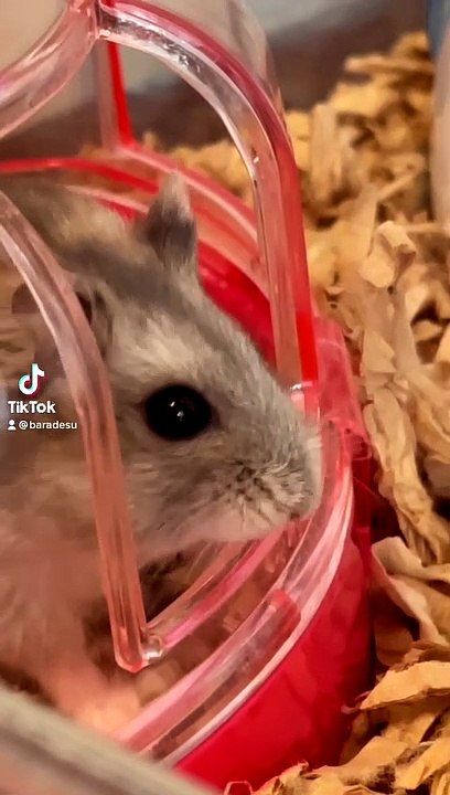 hamster