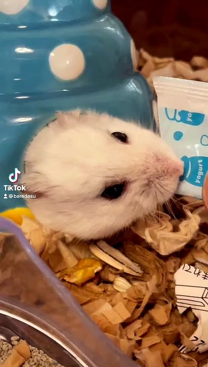 hamster