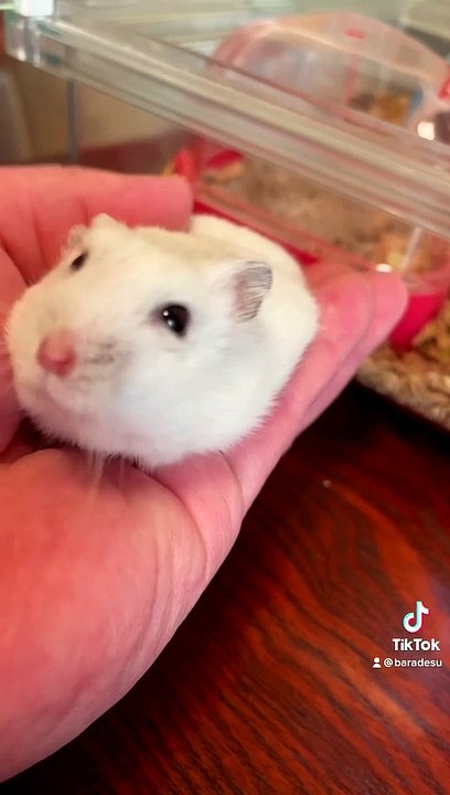 hamster