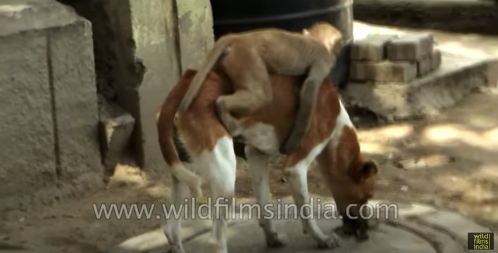 कुत्ते और बंदर की अजीब दोस्ती