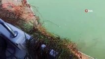 Eğirdir Gölü’nde kaçak avlanılan 300 kilogram canlı kerevit tekrar göle bırakıldı