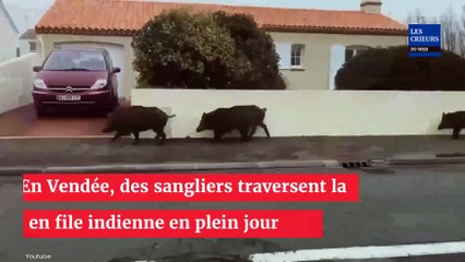 Vendée : des sangliers traversent la ville en file indienne en plein jour ! (vidéo)