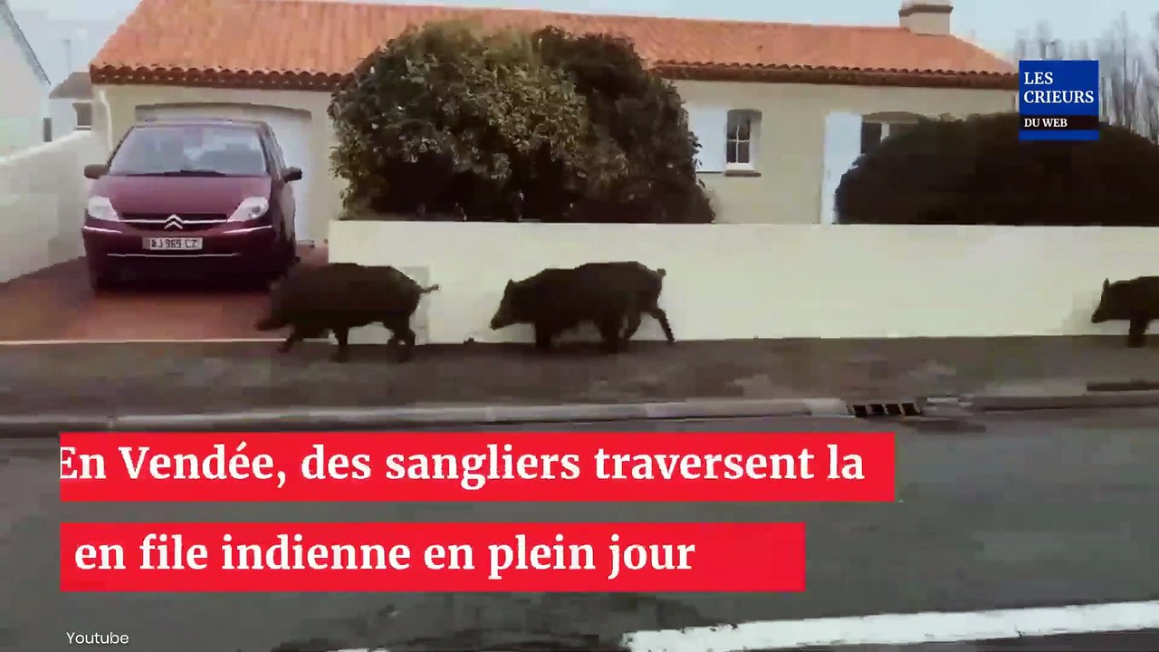 Vendée : des sangliers traversent la ville en file indienne en plein jour ! (vidéo)