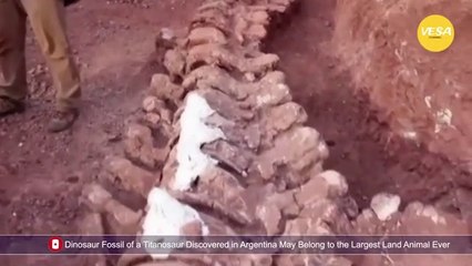 Dinosaur fossils could belong to the world's largest ever creature