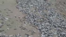 Miles de peces aparecen muertos en una playa chilena