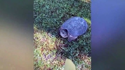 Dogs And Cats Reaction To Food - Funny Animal Reaction