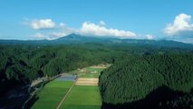 زراعة شجرة الأرز في اليابان