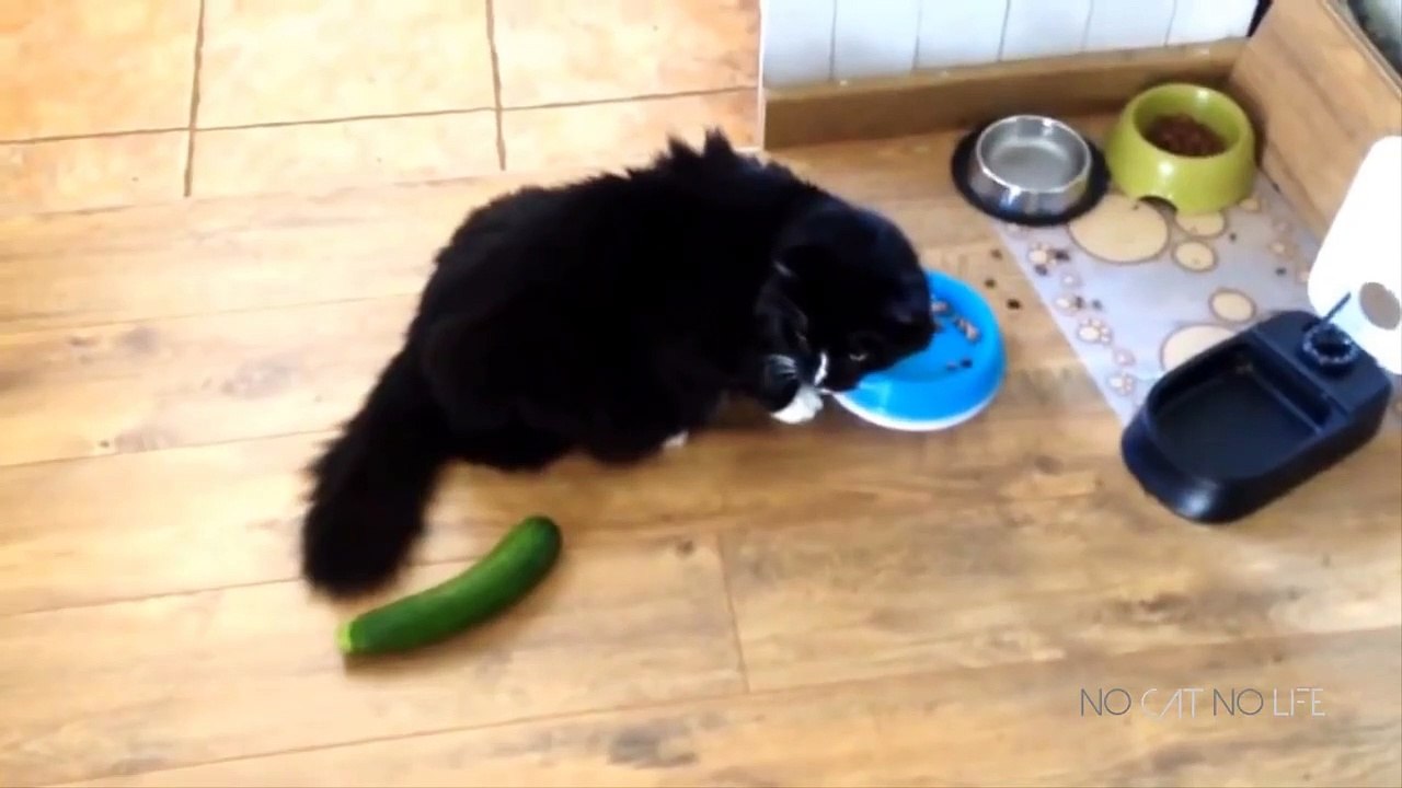 Cats Scared by Cucumbers Compilation