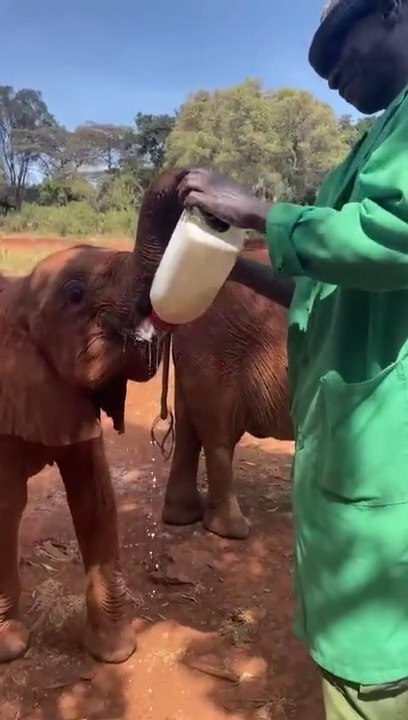 Baby Elephant Tries to Hold His Own Milk Bottle